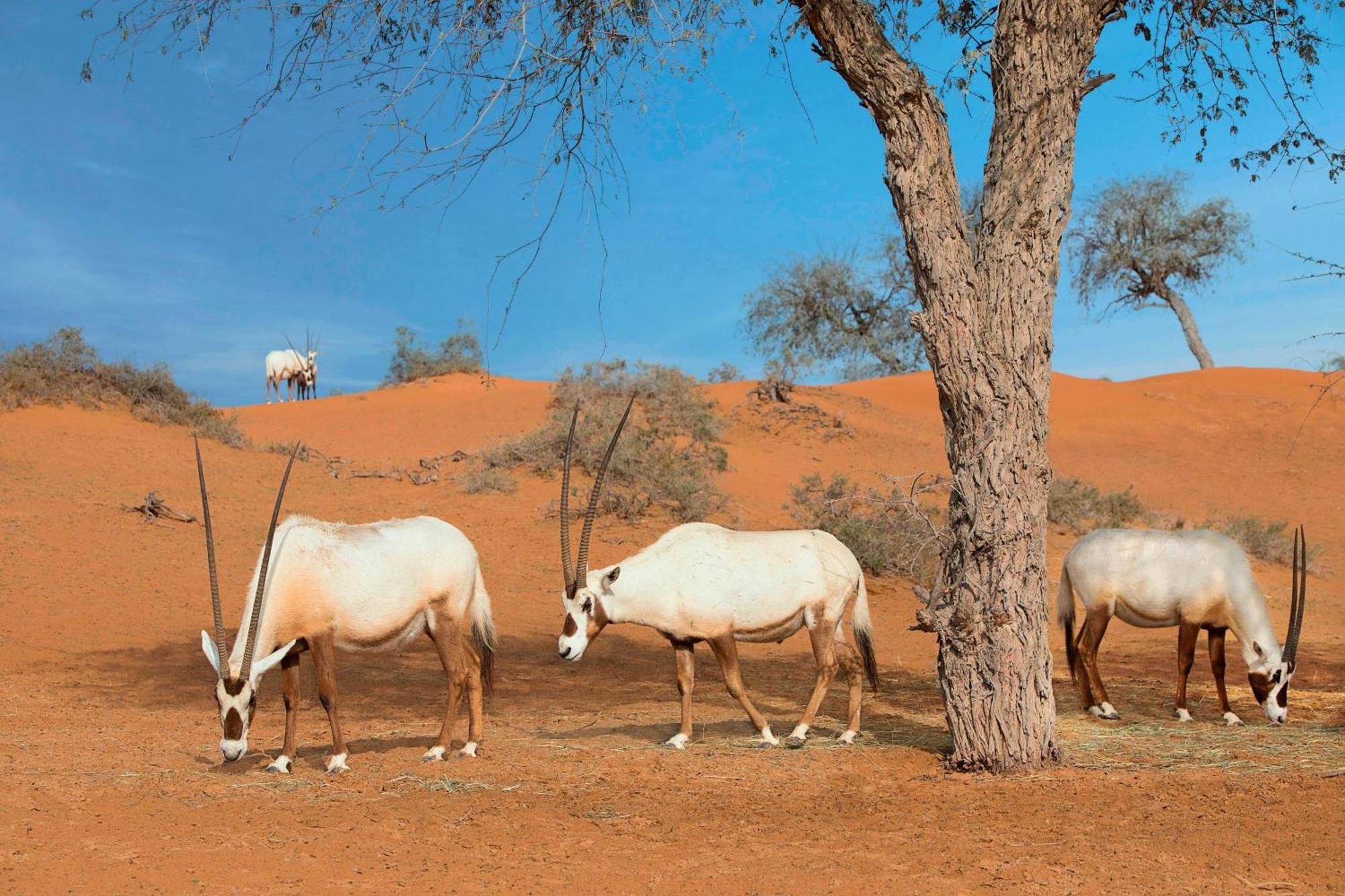 The Ritz-Carlton Ras Al Khaimah, Al Wadi Desert Exteriér fotografie